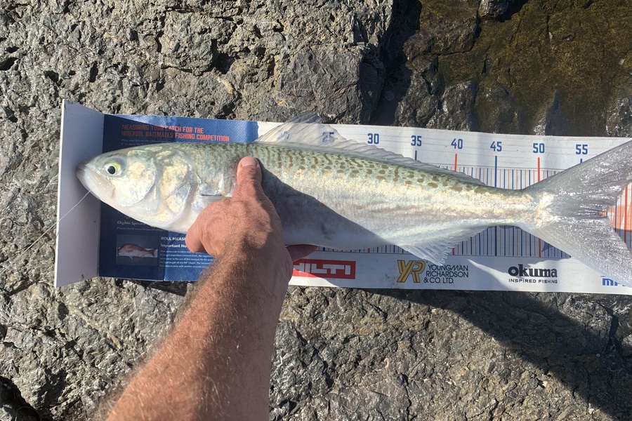 Mark Piskulic caught this 57.0cm Kahawai at Far North during The Export NZ Fishing Competition